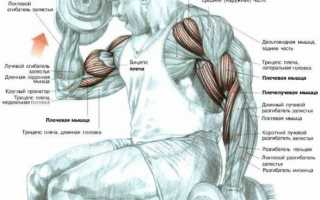 10 упражнений на бицепс для тренажерного зала