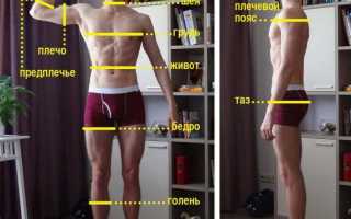 Антропометрические данные бодибилдеров таблица