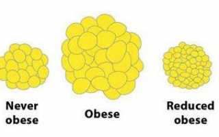 Как сжигается жир в организме