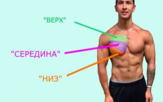 Программа «грудь спина». Тренировка спины и грудных в один день