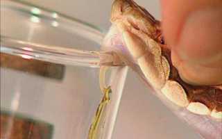 Салвисар – целебная сила яда гадюки от боли в суставах, спине и мышцах