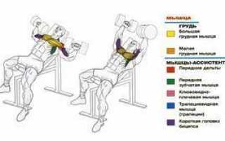 Жим гантелей лежа на наклонной скамье: техника выполнения
