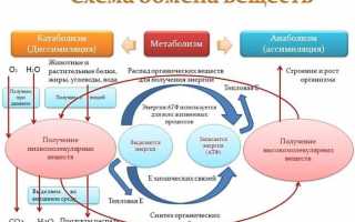 Тест «Обмен веществ и превращение энергии. Биосинтез белка» (9 класс)