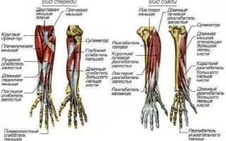 Мышцы предплечья и их функции. Анатомия мышц плеча и предплечья