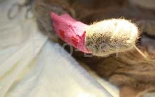 Перелом лапы у кошки: основные виды, их диагностика и первая помощь питомцу