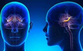 Тренировки перестраивают мозг, повышая устойчивость к стрессу