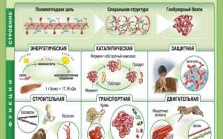 В каких продуктах много белка — Животного и растительного происхождения
