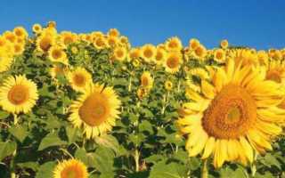 Корень подсолнуха: лечебные свойства, отзывы, противопоказания, рецепты