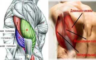 Анатомия мышц рук