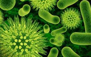 Что такое микробиом доступными словами, и зачем нам о нем знать