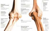 Локтевая мышца плеча. Как работает локтевой сустав