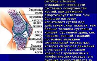 Гиалиновый хрящ тазобедренного сустава истончен лечение