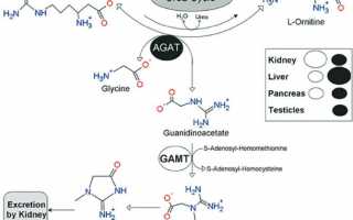 Креатинин синтез в организме