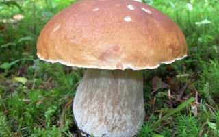 Питательная ценность грибов