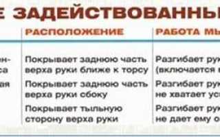 Выполнение жима штанги из-за головы – техника и варианты