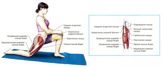 Анатомия бедра