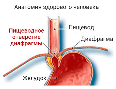 Анатомия здорового человека
