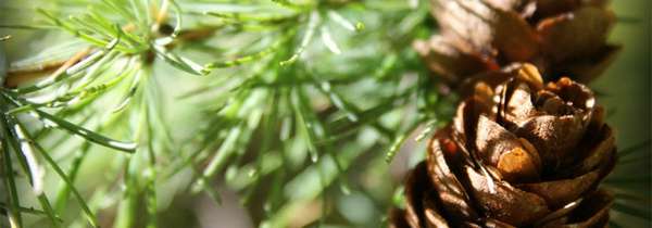 Чем отличается живичный скипидар от технического