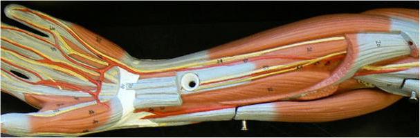 группы мышц предплечья