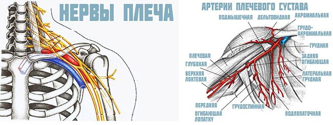 Иннервация и кровоснабжение