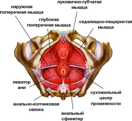 Как правильно выполнять упражнения кегеля для мужчин