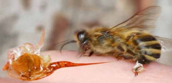 Мазь с пчелиным ядом от варикоза