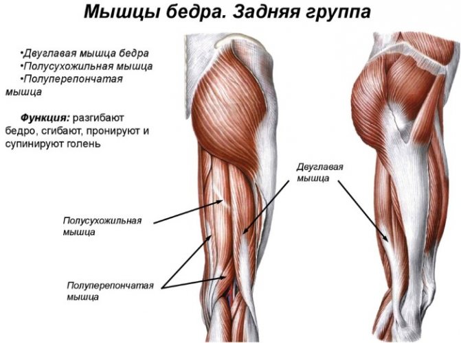 Мышцы бедра. Анатомия человека, расположение, функции передняя, задняя