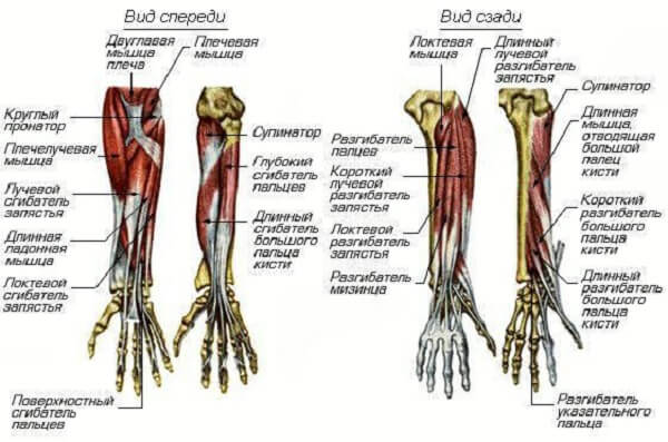 Мышцы предплечья вид спереди и вид сзади