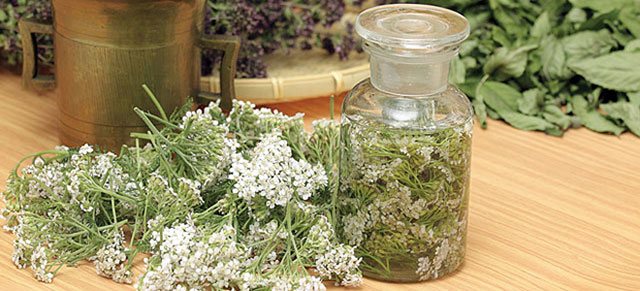 настой тысячелистника