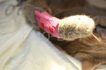 Перелом лапы у кошки -экстренная помощь