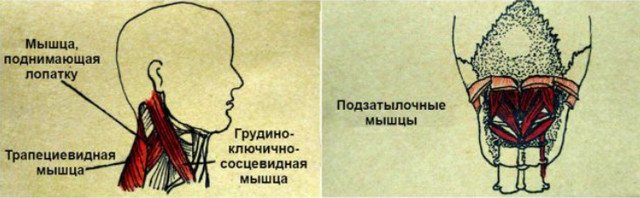 Постизометрическая релаксация мышц: упражнения для правильного положения всех отделов позвоночника