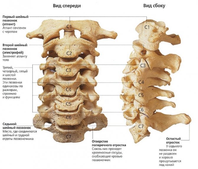 При лестничном смещении затрагиваются 2-4 позвонка