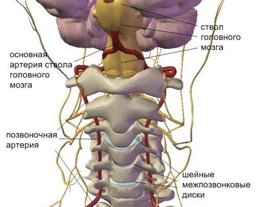 Протрузия диска в районе шеи очень опасна, так как в данной зоне имеется большое количество сплетений сосудов и нервов