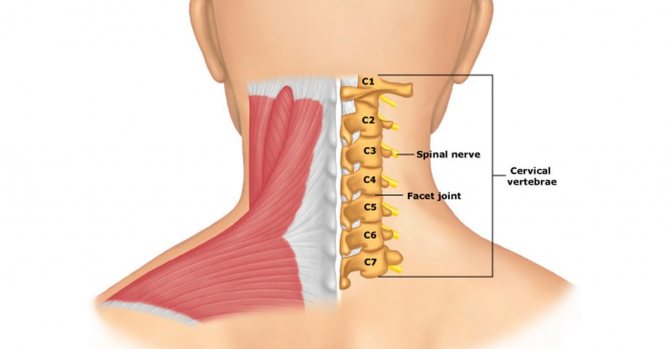 рис5 смещение шейных позвонков - 7 шейных позвонков
