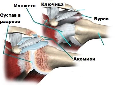 Ротаторная манжета