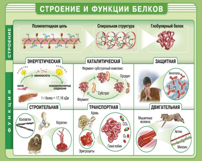 Самые белковые продукты питания. Список для похудения, набора веса, наращивания мышц, для беременных, вегетарианцев