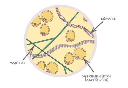 Строение подкожно-жировой клетчатки