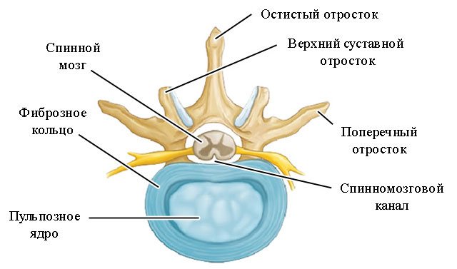 строение позвонка