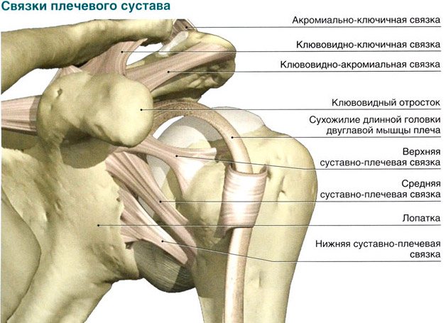 Связки плечевого сустава