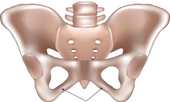 Тазобедренная кость