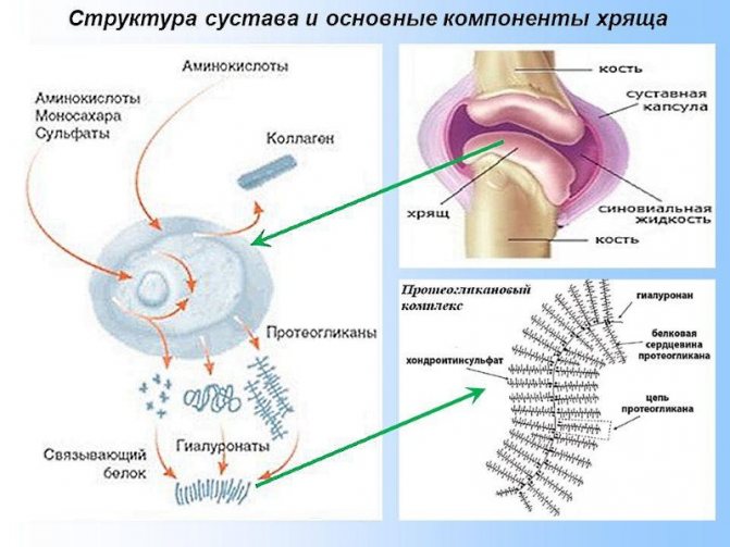 Все изменения в позвоночнике начинаются с хрящевой ткани