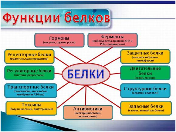 какие аминокислоты являются незаменимыми