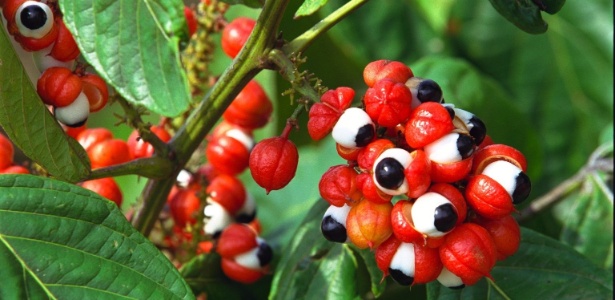 Экстракт гуараны: как принимать