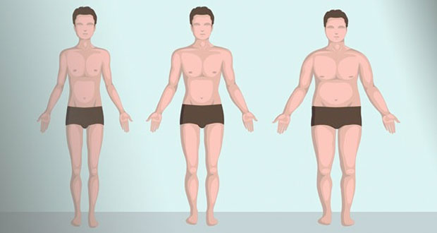 Основные виды телосложения