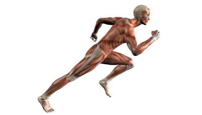 сила мышц человека определяется максимальной величиной