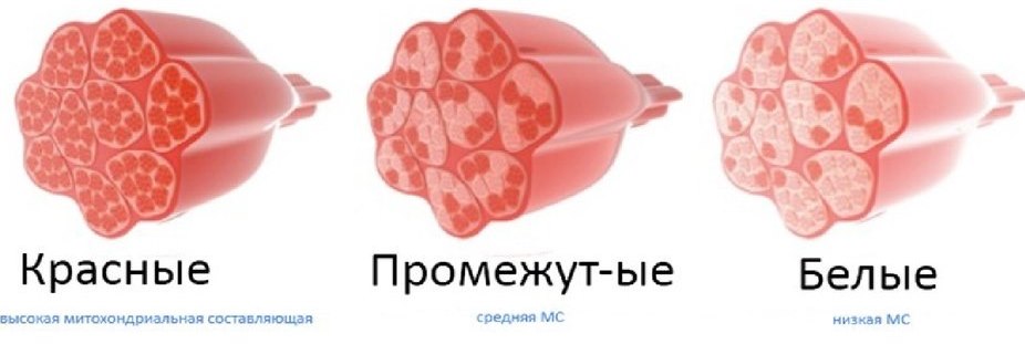сила сокращения мышц