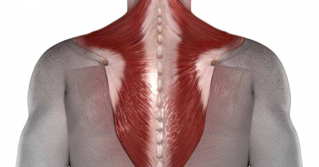 Трапецевидные мышцы