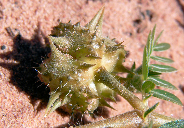 трибулус для спорта