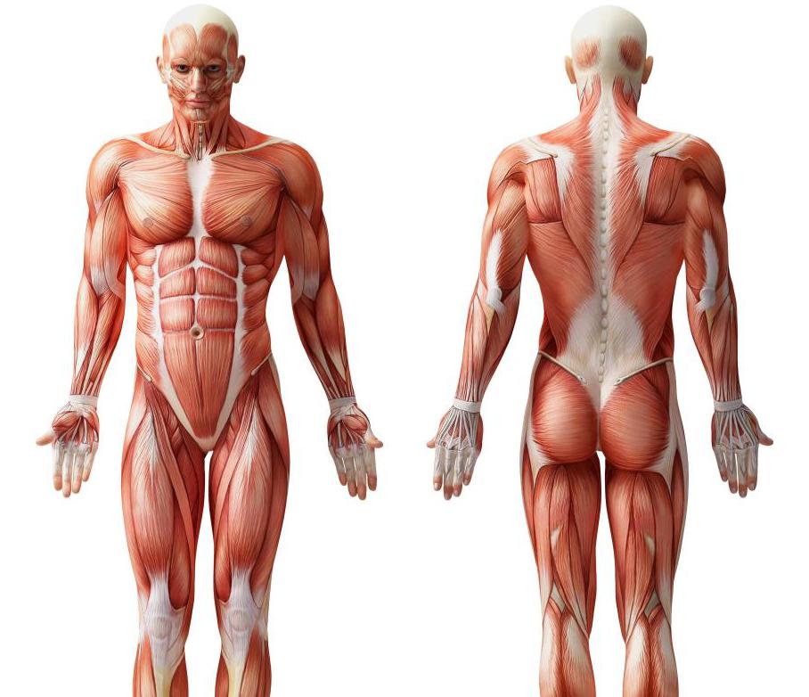 Анатомия мышц пресса