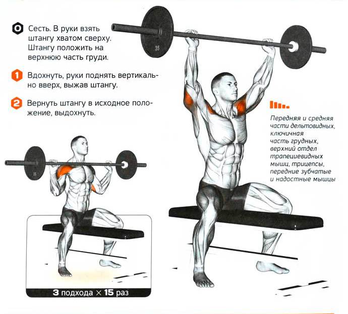 техника жима сидя